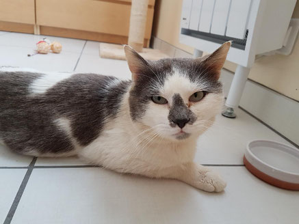 Ils Ont Trouve Leur Famille Site De Chats Du Coeur Brestois Ils Ont Trouve Leur Famille Site De Chats Du Coeur Brestois