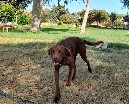 Hundekrankenversicherung inklusive Hunde-OP-Schutz und Reise-Krankenversicherung für das Ausland im Vergleich. Anbieter Hundeversicherung hier vergleichen