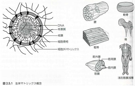 生体マトリックス概念