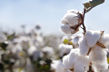 Better, but still a problem: Organic cotton. Image: Shutterstock