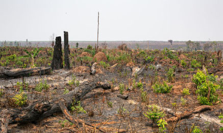 Hundreds of acres of recent logged and burned forest in Beng Per sanctuary. The line of trees on the horizon marks the boundary of a rubber plantation. Photo: Chris Humphrey.