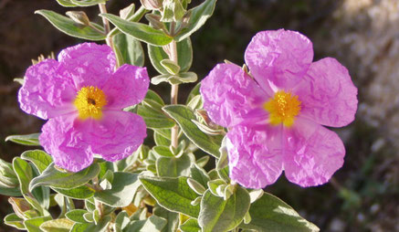 Cistus incanus Zistrosen Kraut