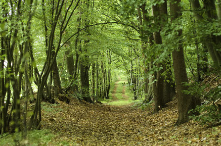 Forêt de Roumare, Le Genetey, sentier qu'empruntait fréquemment Louis Fabulet