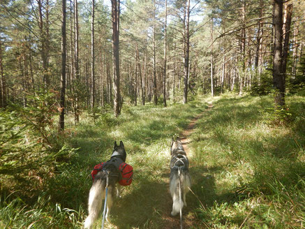 Jurasteig Dogtrekking Dogtrekking Dogtrekking Elbsandstein-Dogtrekking ESDT Harz-Dogtrekking