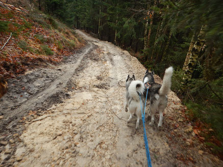 Dogtrekking Dogtrekking Dogtrekking Elbsandstein-Dogtrekking ESDT Harz-Dogtrekking