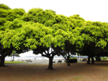 山下公園 木々の緑と目の前に広がる海 心地よい場所です