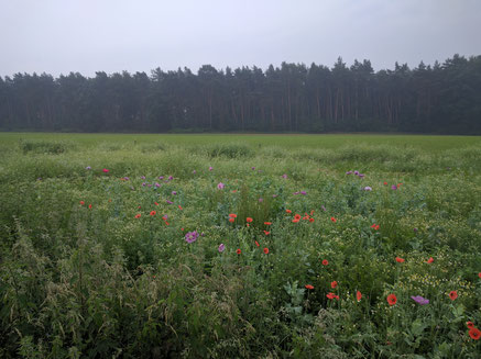 Natuurgebied Het Leudal voor gevarieerd wandelen en fietsen