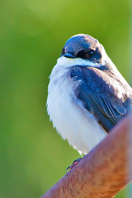 A male Tree Swallow at Distant Hill Gardens.