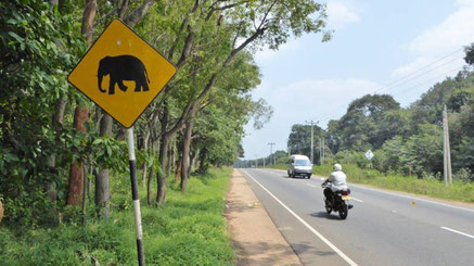 Bild: Verkehrsschild mit einem Elefanten in Sri Lanka
