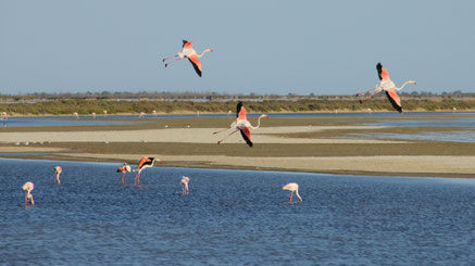 Flamants roses
