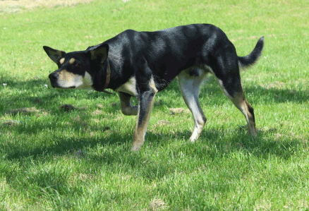 Australische working Kelpie