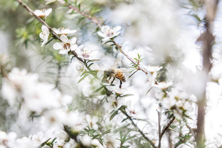Photographie de fleurs de Manuka de Nouvelle-Zélande en pleine floraison avec une abeille néo-zélandaise qui butine le nectar