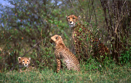 Masai Mara, Geparden-Familie