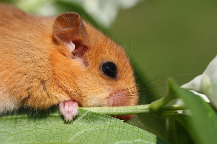 Haselmaus (Muscardinus avellanarius) Tier des Jahres 2017