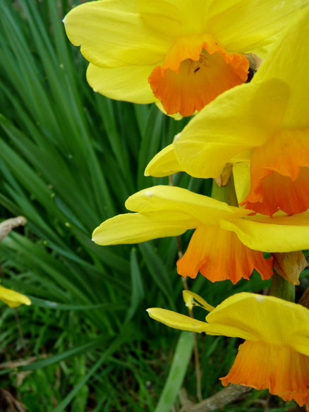 Narcisses / Narcissuses / Photos de Crystal Jones / http://jardin-secret-de-crystal-jones.jimdo.com/ Photographies de la nature