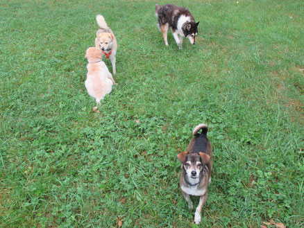 Baby-Leon mit Rajo (vorne), Hatchi (bei Leon) und Rex (hinten)