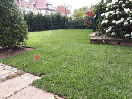 Rollrasen verlegen in Hannover. Burgwedel, Isernhagen, Region Hannover von Green Fairway e.K.