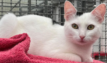 Polle (grau-weiß) und Knolle (weiß-schwarz) – verspieltes, unzertrennliches Katzen-Duo sucht neues Zuhause – Tierheim Flensburg