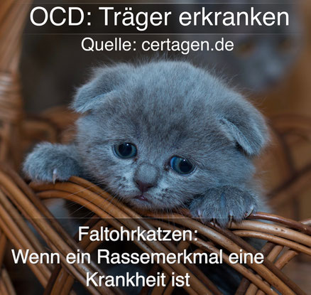 Scottish Fold: Wenn ein Rassemerkmal eine Krankheit ist, geht züchterischer Ehrgeiz zu weit
