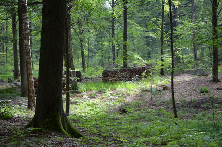 Wandern in Franken, Fewo Dietsch Vestenbergsgreuth im Steigerwald in Franken/Mittelfranken 