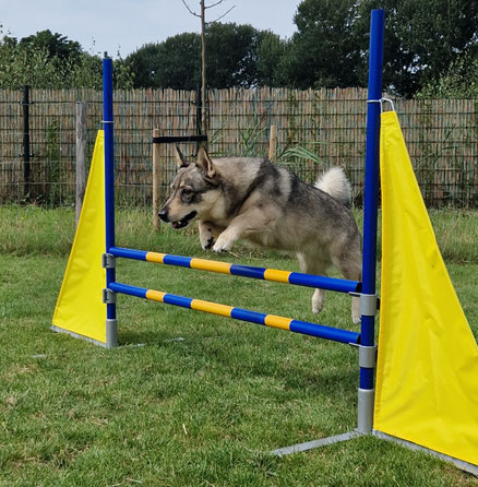 Behendigheid agility cursus hond