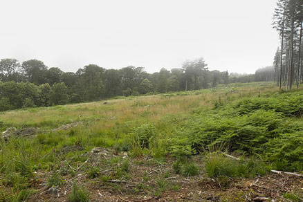 Forêt d'Ecouves, Parcelle n°377, 3 ans après la coupe rase, Fougère aigle, Molinie et Houlque ont colonisé la parcelle, 2017.