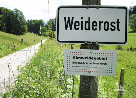 wandern mit hund; Kühe; Kühe Alm; mein-wanderhund; Andrea Obele