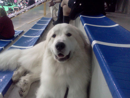 Neesu 10 months old in Narva National show - BOB Junior, BOB + Best in Group 3rd