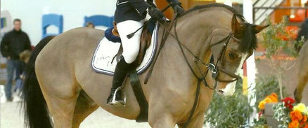 Valorisation & Commerce de chevaux de cso
