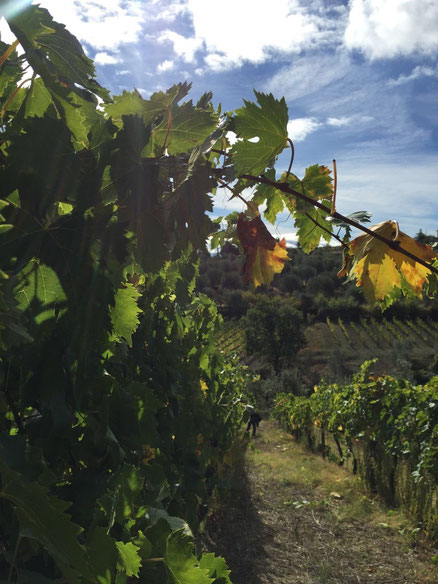 Montalcino. Agricola Tamburini. Etesiaca. Itinerari di vino