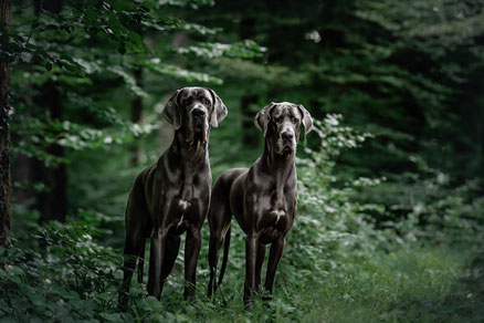 Blaue Doggen im Regen