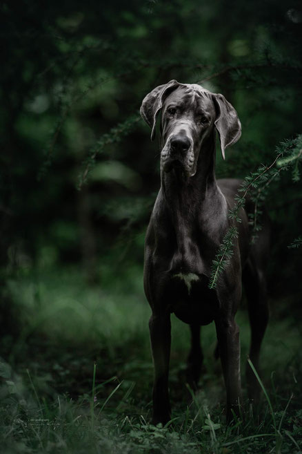 Eine blaue Dogge posiert im düsteren Wald unter ein paar Lärchenzweigen.
