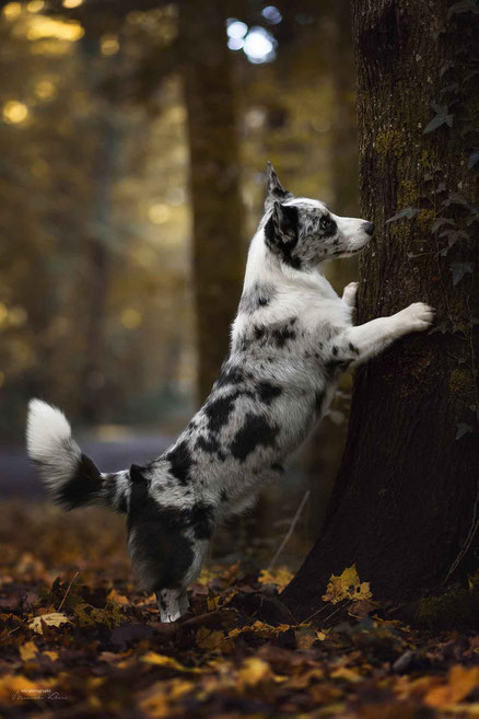 Corgie zeigt beim Hundeshooting ihren Trick am Baum