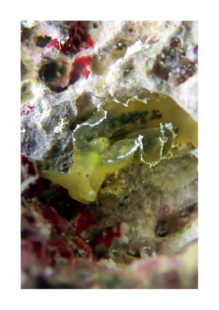 Elysia obtusa