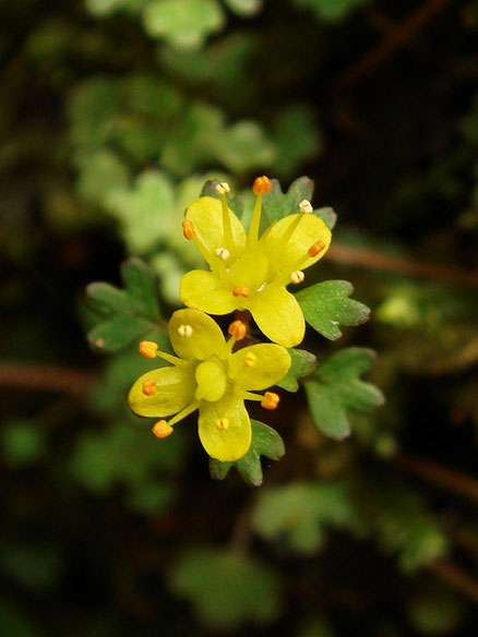 キバナハナネコノメ　　以前山梨県で見た花より萼片が丸っこい