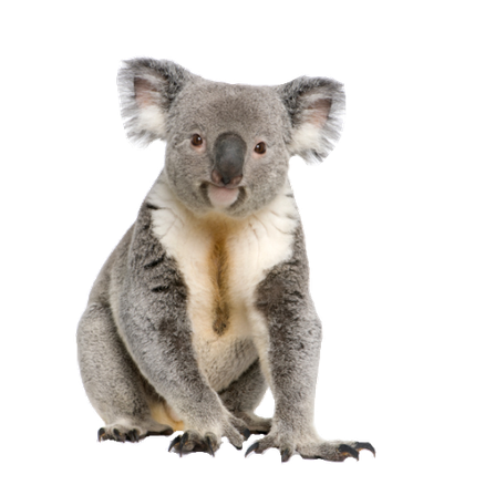Image animaux detourée transparent sur fond blanc koala  png