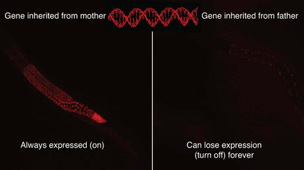 Researchers from UMD found that the same gene for expressing a red fluroscent protein is always express (ON), when it is inherited from the mother, but when inherited from the father can lose expression (turn OFF) forever if the mother lacks the gene.