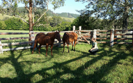 Natural Horsemanship mit Wildpferden
