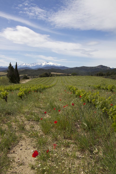 Un paysage de Lesquerde, au fond : le Canigou.