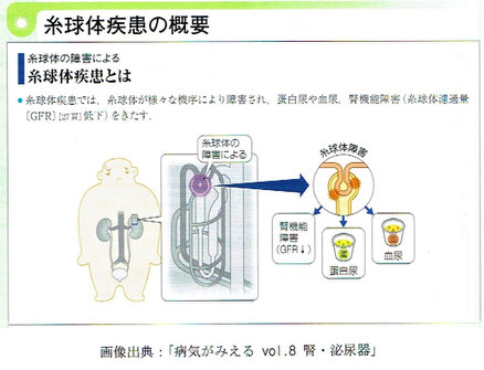 「病気がみえる vol 8. 腎・泌尿器」より