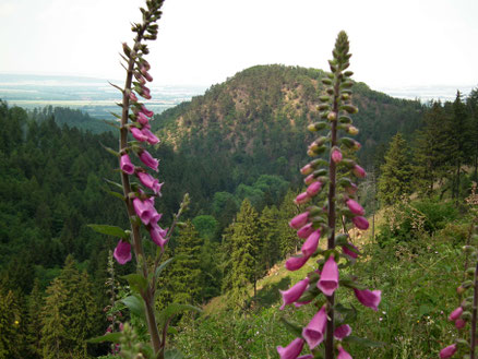 Der Kapitelsberg im Juni vom Pahnbergshang gesehen (Foto: E. Schröder)