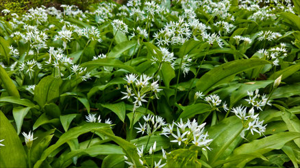 Parterre d'ail des ours en fleurs.