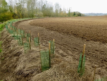 Plantation de haie en amont d'Aizelles