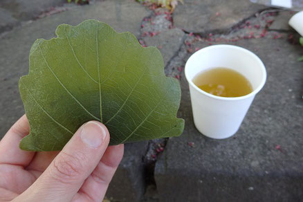 オークの葉で包む、柏餅が今回のお茶菓子