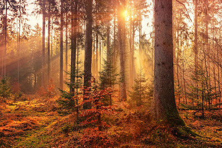 Foto von Johannes Plenio auf Unsplash