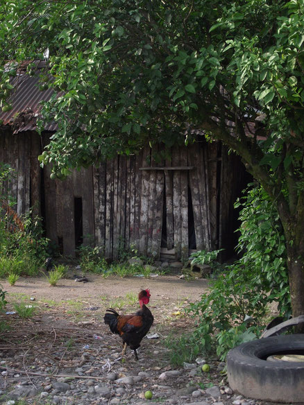 Villa Tunari, Amazon, Bolivia