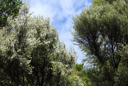 Arbres Manuka Leptospermum Scoparium