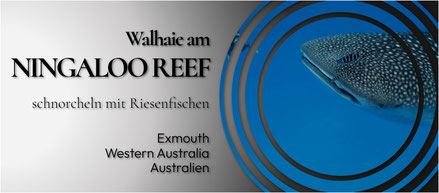 Ningaloo Reef, Schnorcheln mit Walhaien, Cape Range Nationalpark
