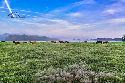 Bild: Kühe an der Ruhr bei Schwerte im Morgennebel