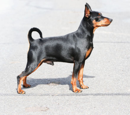 zwergpinscher, welpen , zucht, hamburg, niedersachsen, deutscher pinscher 